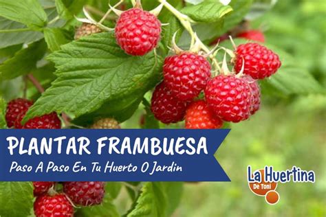 Todo sobre la frambuesa » Huerto en casa.